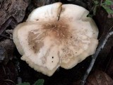 Clitocybe metachroa image