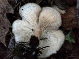 Clitocybe metachroa image