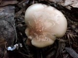 Clitocybe metachroa image