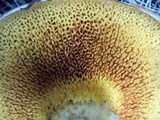 Suillus caerulescens image