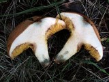 Suillus caerulescens image