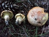 Suillus caerulescens image