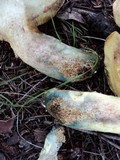Suillus caerulescens image