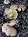 Suillus caerulescens image