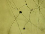 Rhizopus stolonifer image