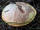 Suillus caerulescens image