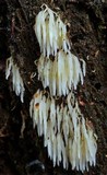 Mucronella bresadolae image
