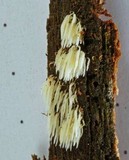 Mucronella bresadolae image