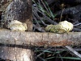 Trametes hirsuta image
