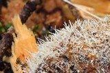 Tilachlidium brachiatum image