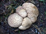 Calvatia craniiformis image