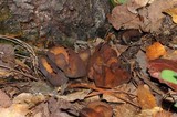 Otidea bufonia image