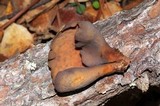Otidea bufonia image