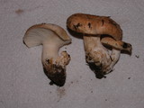 Lactarius subvillosus image