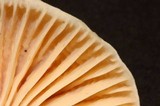 Cuphophyllus pratensis image