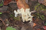 Sebacina sparassoidea image