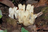 Sebacina sparassoidea image