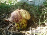 Boletus rhodopurpureus image