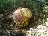 Boletus rhodopurpureus image