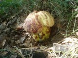 Boletus rhodopurpureus image