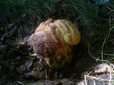Boletus rhodopurpureus image