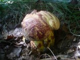 Boletus rhodopurpureus image