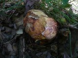 Boletus rhodopurpureus image