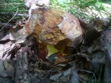 Boletus rhodopurpureus image