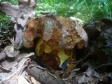 Boletus rhodopurpureus image
