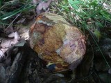 Boletus rhodopurpureus image