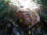 Boletus rhodopurpureus image