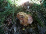 Boletus rhodopurpureus image