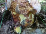 Boletus rhodopurpureus image