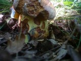 Boletus rhodopurpureus image