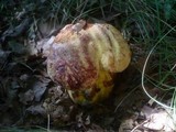 Boletus rhodopurpureus image
