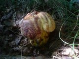 Boletus rhodopurpureus image