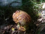 Boletus rhodopurpureus image