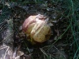Boletus rhodopurpureus image