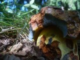Boletus rhodopurpureus image