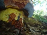 Boletus rhodopurpureus image