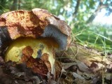 Boletus rhodopurpureus image