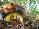 Boletus rhodopurpureus image