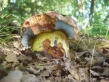 Boletus rhodopurpureus image