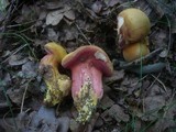 Rubinoboletus rubinus image