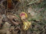 Rubinoboletus rubinus image