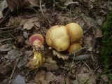 Rubinoboletus rubinus image