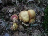 Rubinoboletus rubinus image
