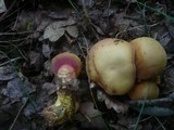 Rubinoboletus rubinus image