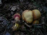 Rubinoboletus rubinus image
