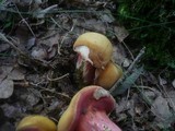 Rubinoboletus rubinus image